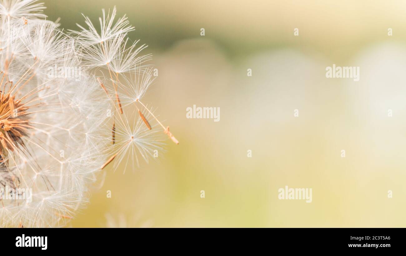 Gros plan de pissenlit avec arrière-plan flou, nature artistique gros ...