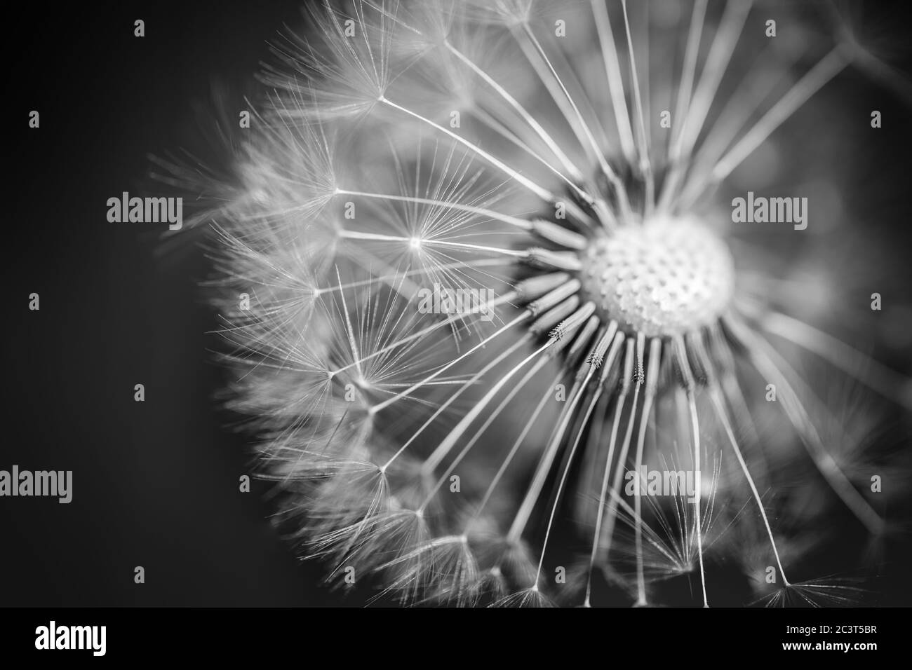 Photographie de macro pissenlit sur blanc en noir. Macro-photographie abstraite des graines de plantes. Procédé noir et blanc Banque D'Images
