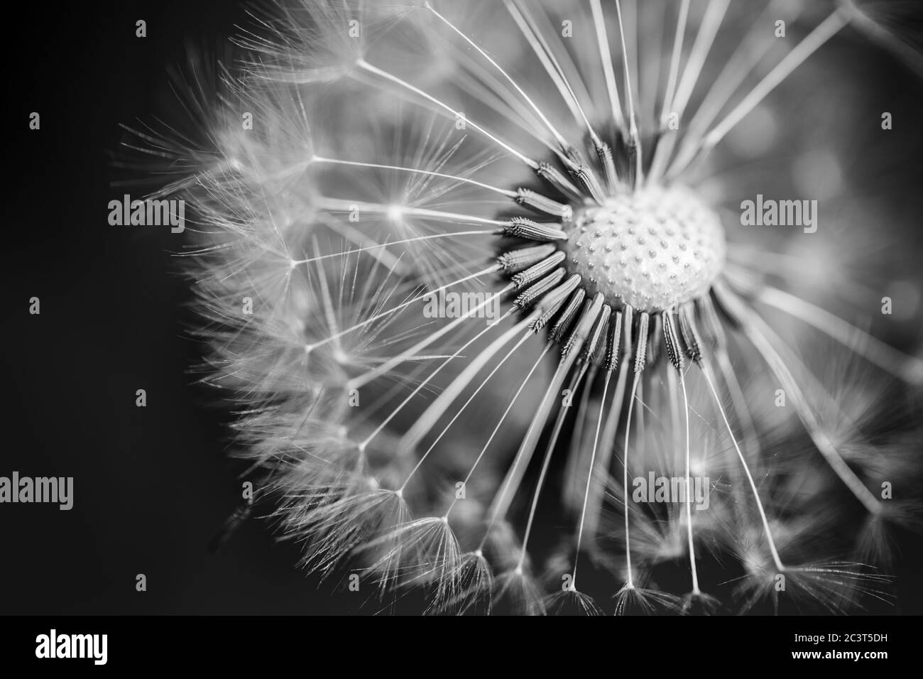 Photographie de macro pissenlit sur blanc en noir. Macro-photographie abstraite des graines de plantes. Procédé noir et blanc Banque D'Images