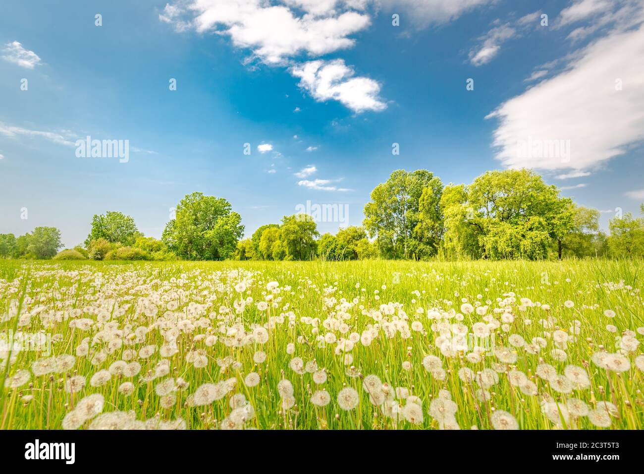 Prairie d'été verte avec pissenlits au coucher du soleil. Arrière-plan nature. Printemps été paysage de prairie, nature de près Banque D'Images