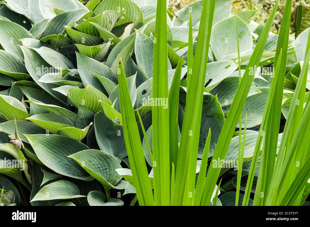 Feuilles d'Hosta Iris Banque D'Images