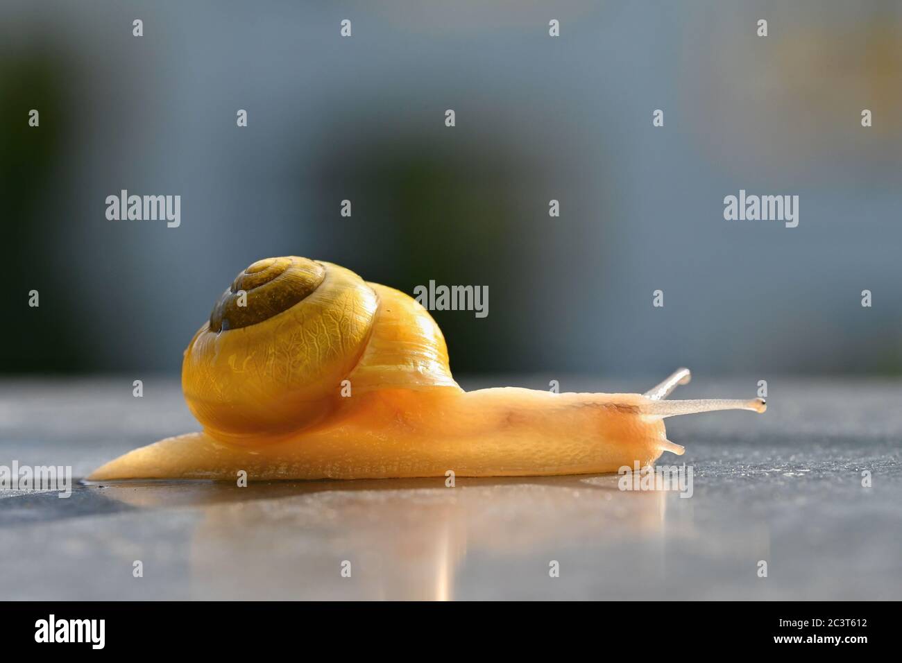 Superbe photo macro d'un escargot avec une coque Banque D'Images