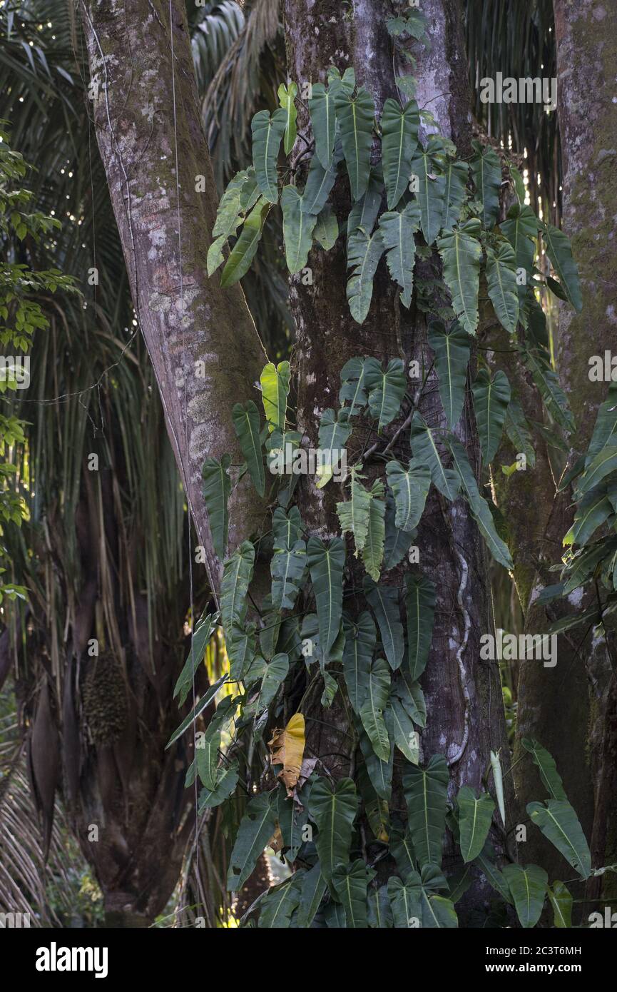 Ehmi-épiphytique, Philodendron billiétiae, Araceae, Parc national du Corcovado, Costa Rica, Centroamerica Banque D'Images