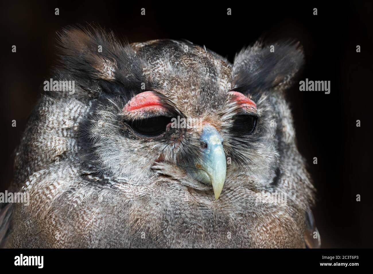 Hibou de l'aigle de Verreaux - Bubo lacteus, portrait d'un grand hibou des forêts et des terres boisées africaines, Kenya. Banque D'Images