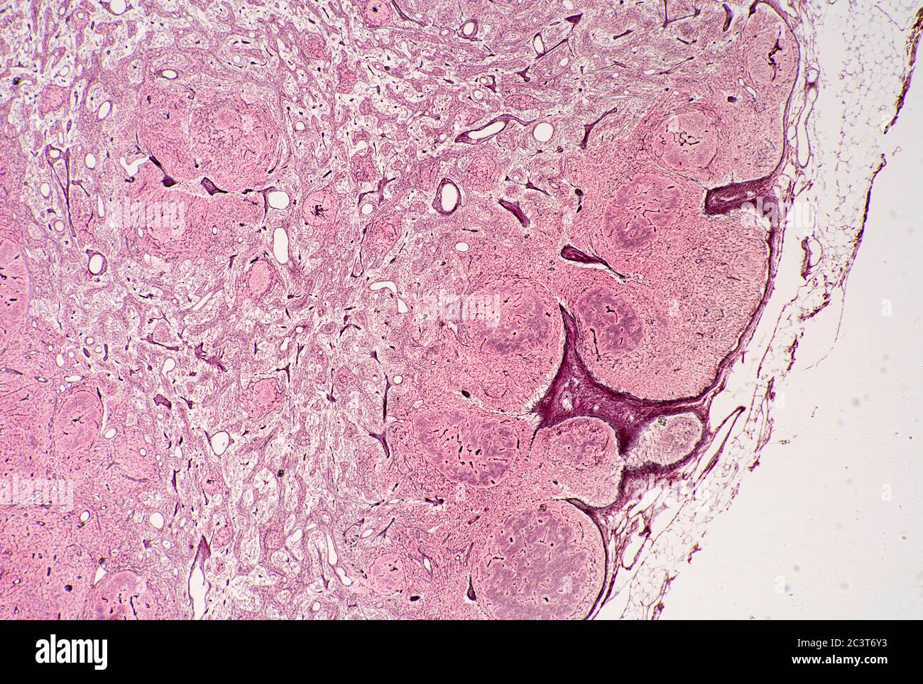 Images détaillées de ganglion lymphatique, vue au microscope Banque D'Images