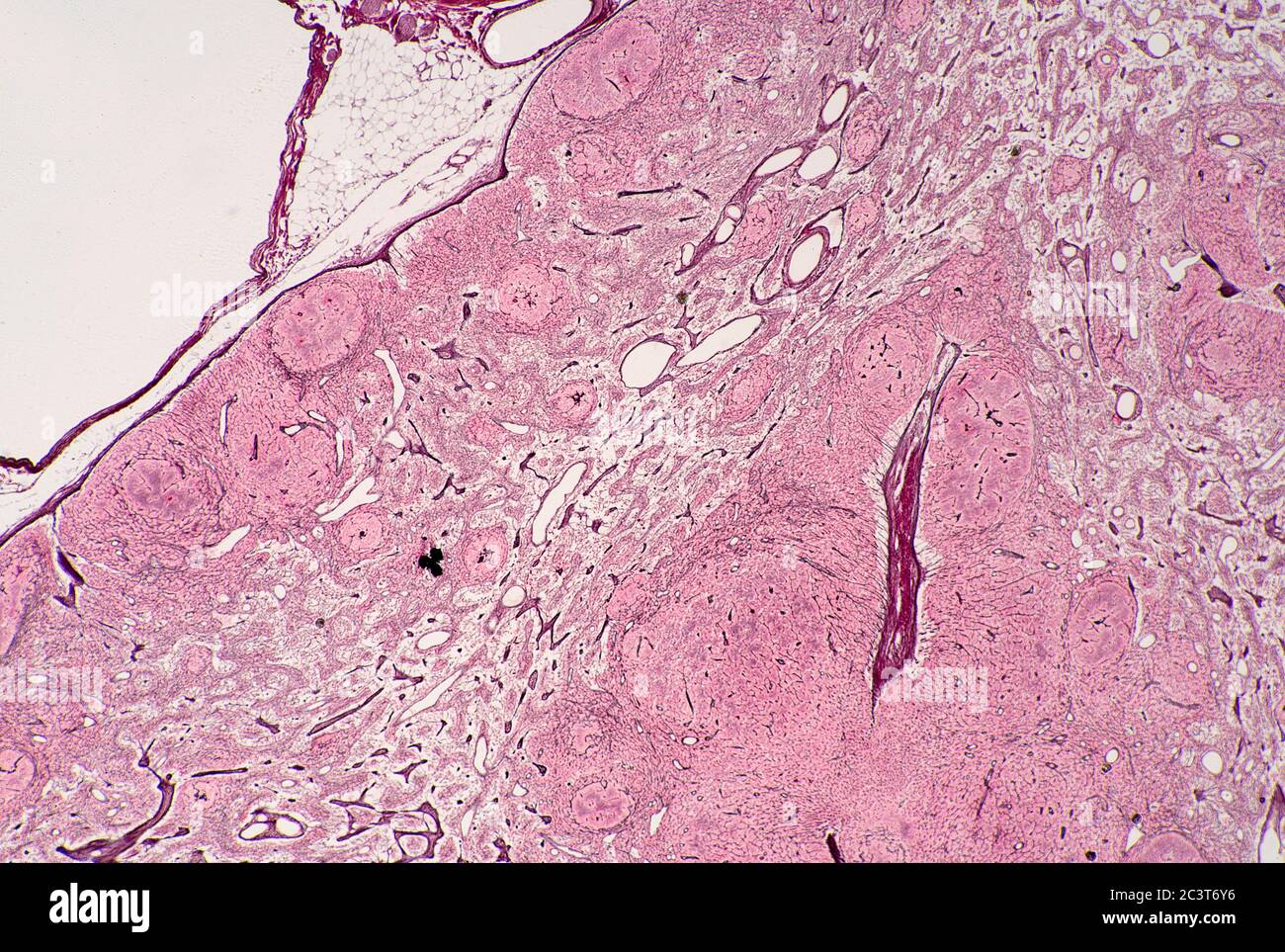 Images détaillées de ganglion lymphatique, vue au microscope Banque D'Images