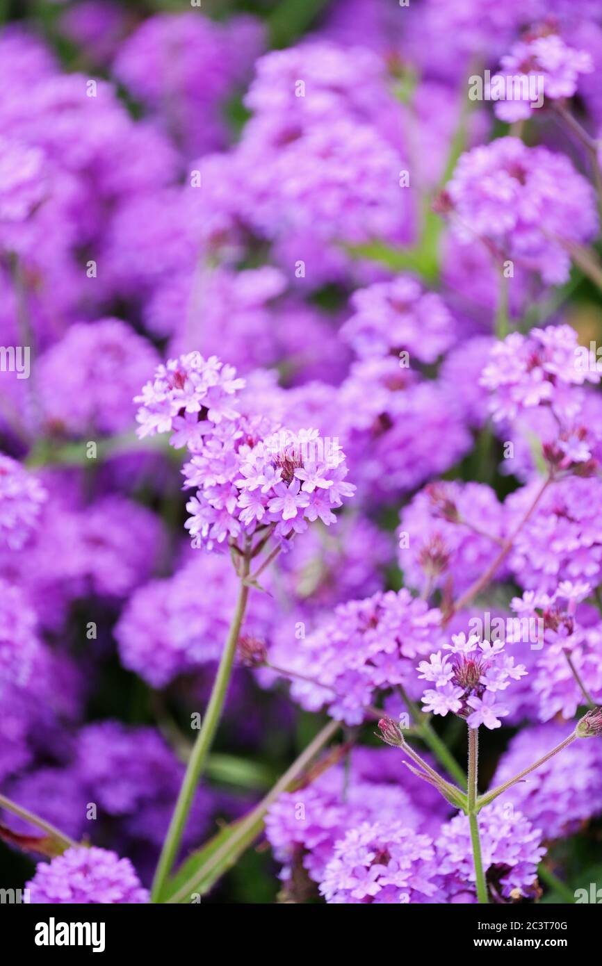 Têtes de fleurs pourpres pâle de primula denticulata, pilon primula, primevent à feuilles de dents Banque D'Images