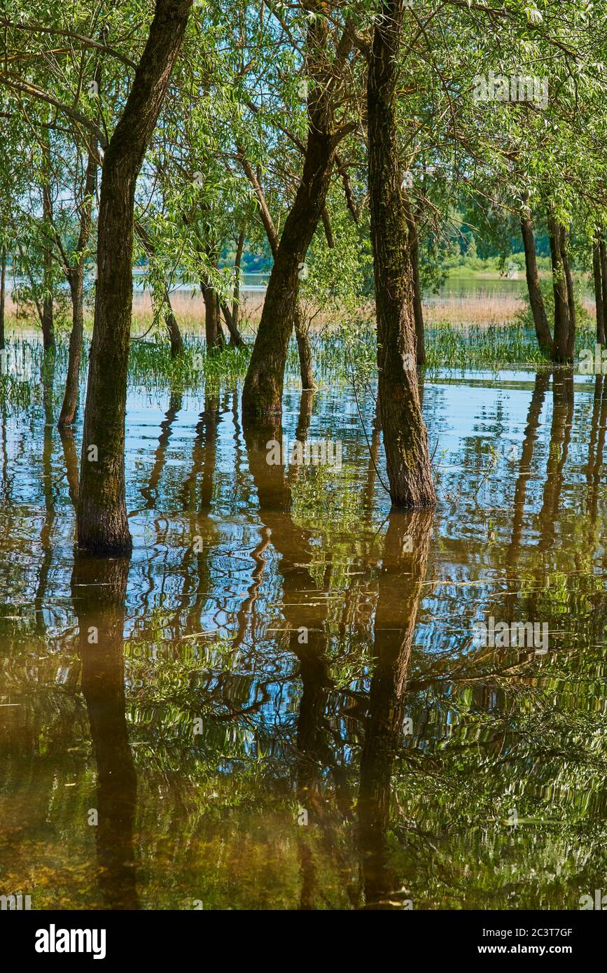 Les saules poussent à l'eau. Les troncs d'arbre sont réfléchis dans l'eau. Banque D'Images