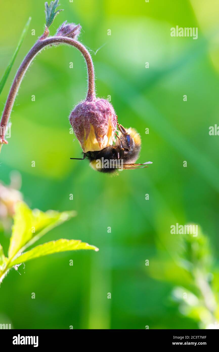 Photo macro de bourdon (bombus) prenant le nectar de la fleur pendant la journée ensoleillée dans un pré vert vif flou d'arrière-plan Banque D'Images