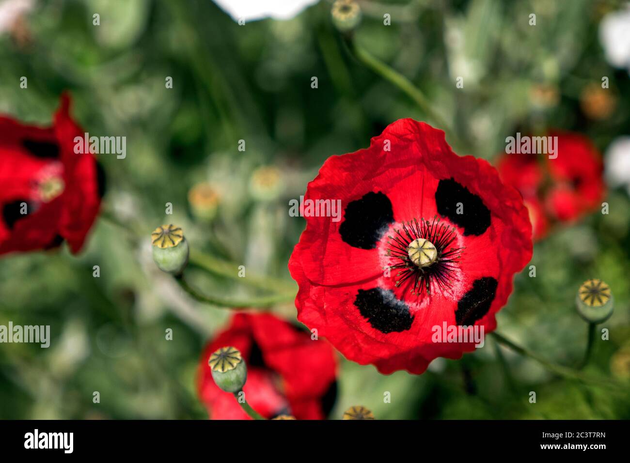 Ladybird coquelicot fleurit à la frontière de la maison de Great Dixter et des jardins East Sussex Royaume-Uni Banque D'Images