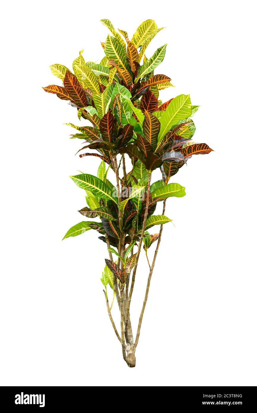 Codiaeum variegatum (jardin de croton ou de croton variégé) feuillage avec fleurs, feuilles de Croton sur branche isolée sur fond blanc avec chemin de coupure Banque D'Images