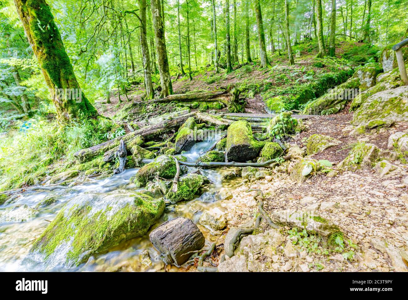 Rivière de montagne dans les bois. Feuillage vert Banque D'Images