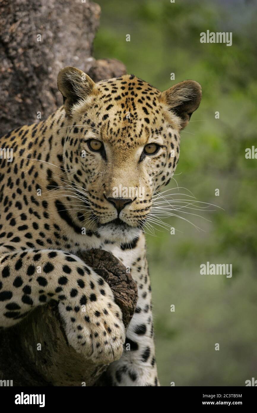 Portrait vertical de léopard mâle assis dans un arbre et regardant directement dans la caméra à Kruger Park Afrique du Sud Banque D'Images