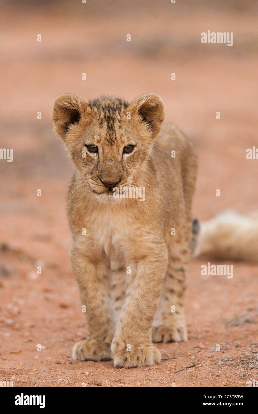 Portrait vertical d'un lion de bébé mignon debout et regardant alerte dans le parc Kruger Afrique du Sud Banque D'Images