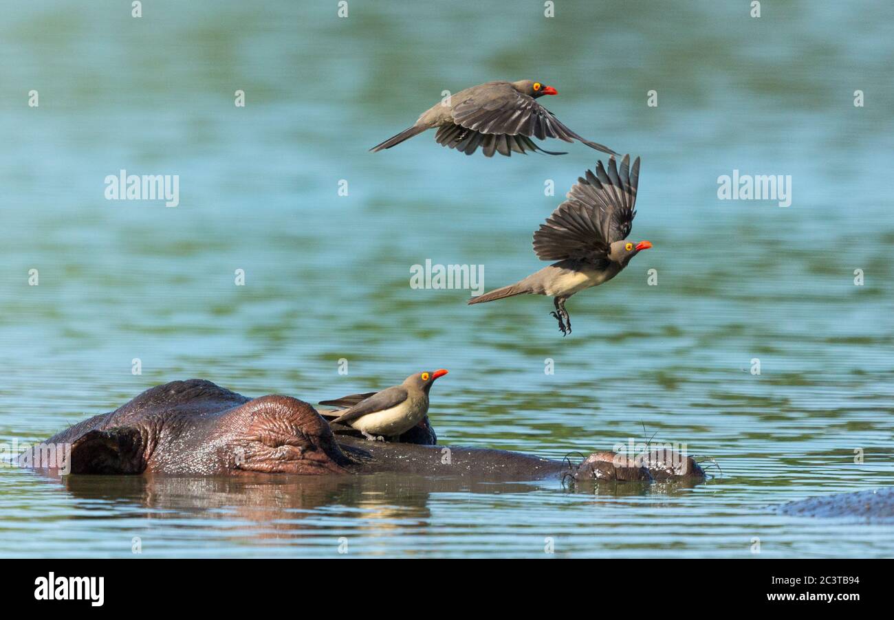 Hippo endormi dans l'eau avec des boeufs qui se délabourant de sa tête à Kruger Park Afrique du Sud Banque D'Images