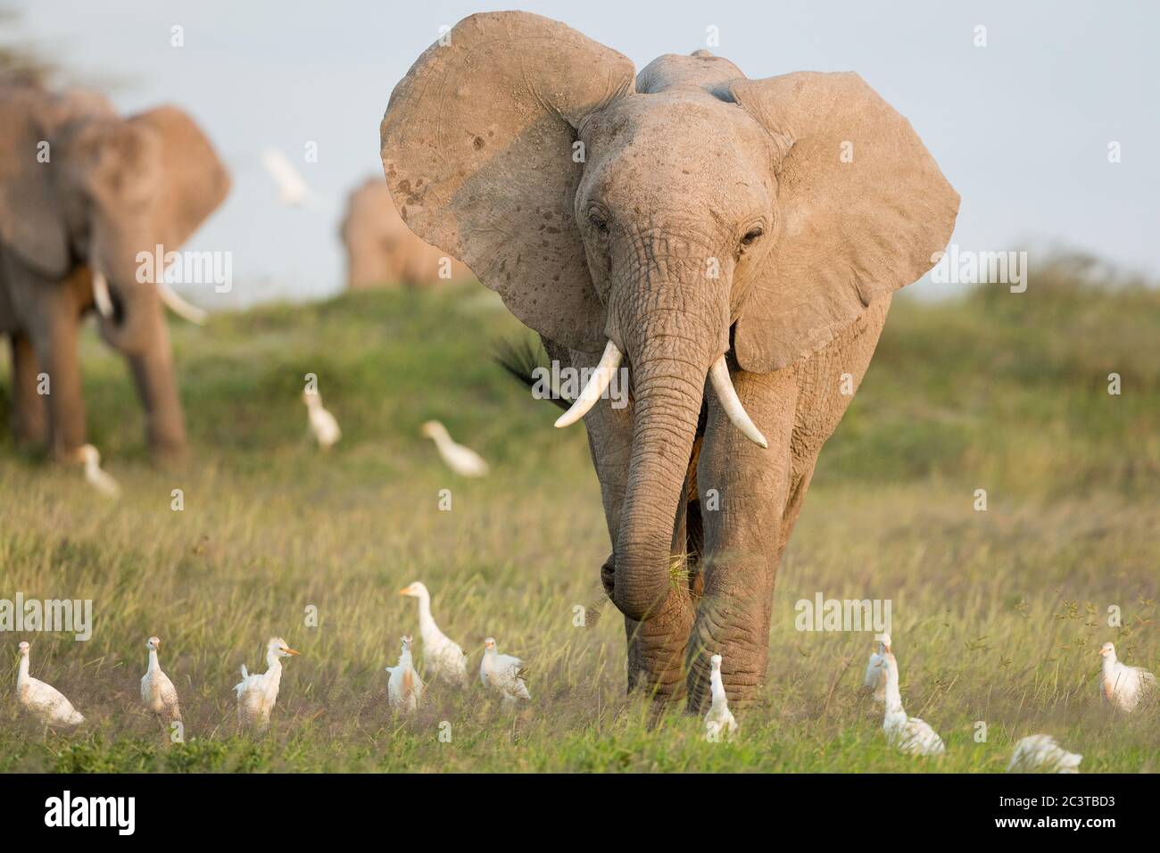 Une femelle éléphant mangeant de l'herbe parmi un certain nombre d'aigrettes marchant par ses pieds à Amboseli Kenya Banque D'Images