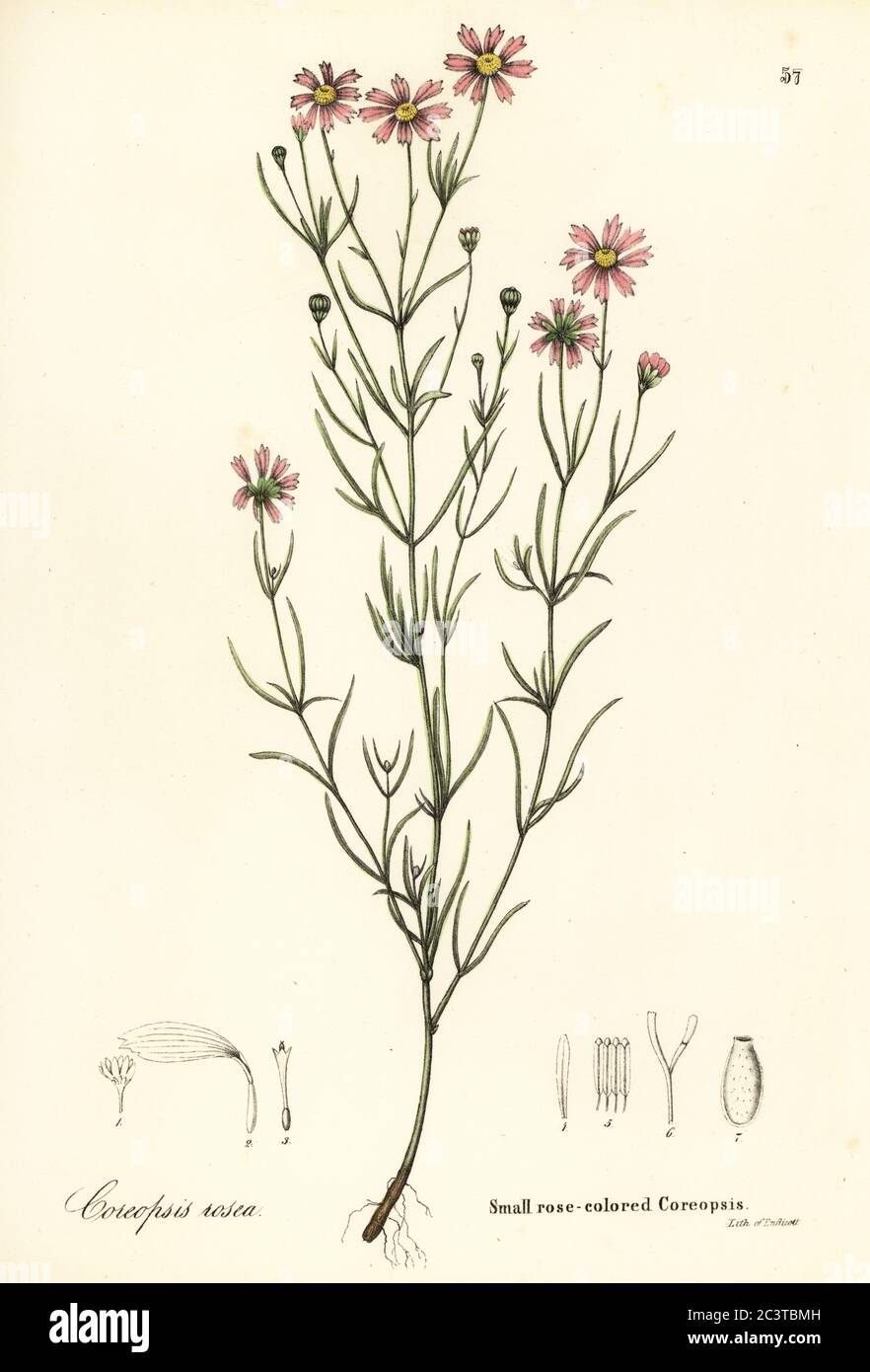 Petit coreopsis de couleur rose, Coreopsis rosea. Lithographie de couleur main d'Endicott d'après une illustration botanique de la flore de l'État de New York de John Torrey, Carroll et Cook, Albany, 1843. Les assiettes dessinées par John Torrey, Agnes Mitchell, Elizabeth Paoley et Swinton. John Torrey était un botaniste, chimiste et médecin américain de 1796 à 1873. Banque D'Images