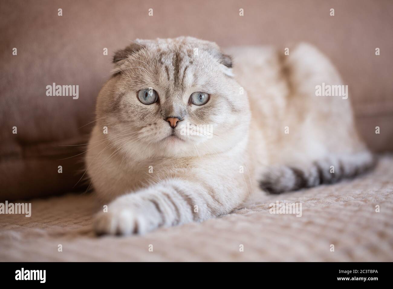 Très beau pli écossais gris clair avec des yeux lumineux gros plan regardant l'appareil photo. Banque D'Images