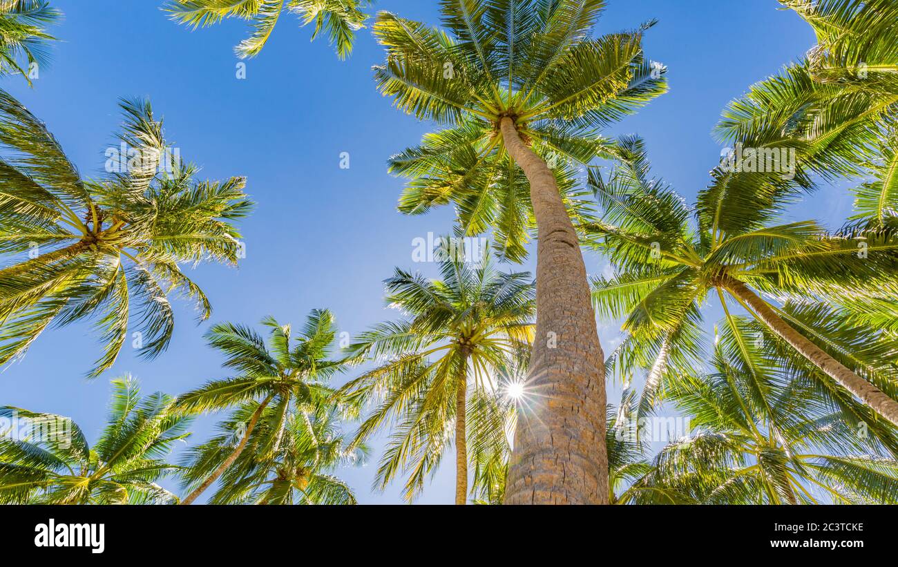 Les arbres tropicaux concept d'arrière-plan Banque D'Images