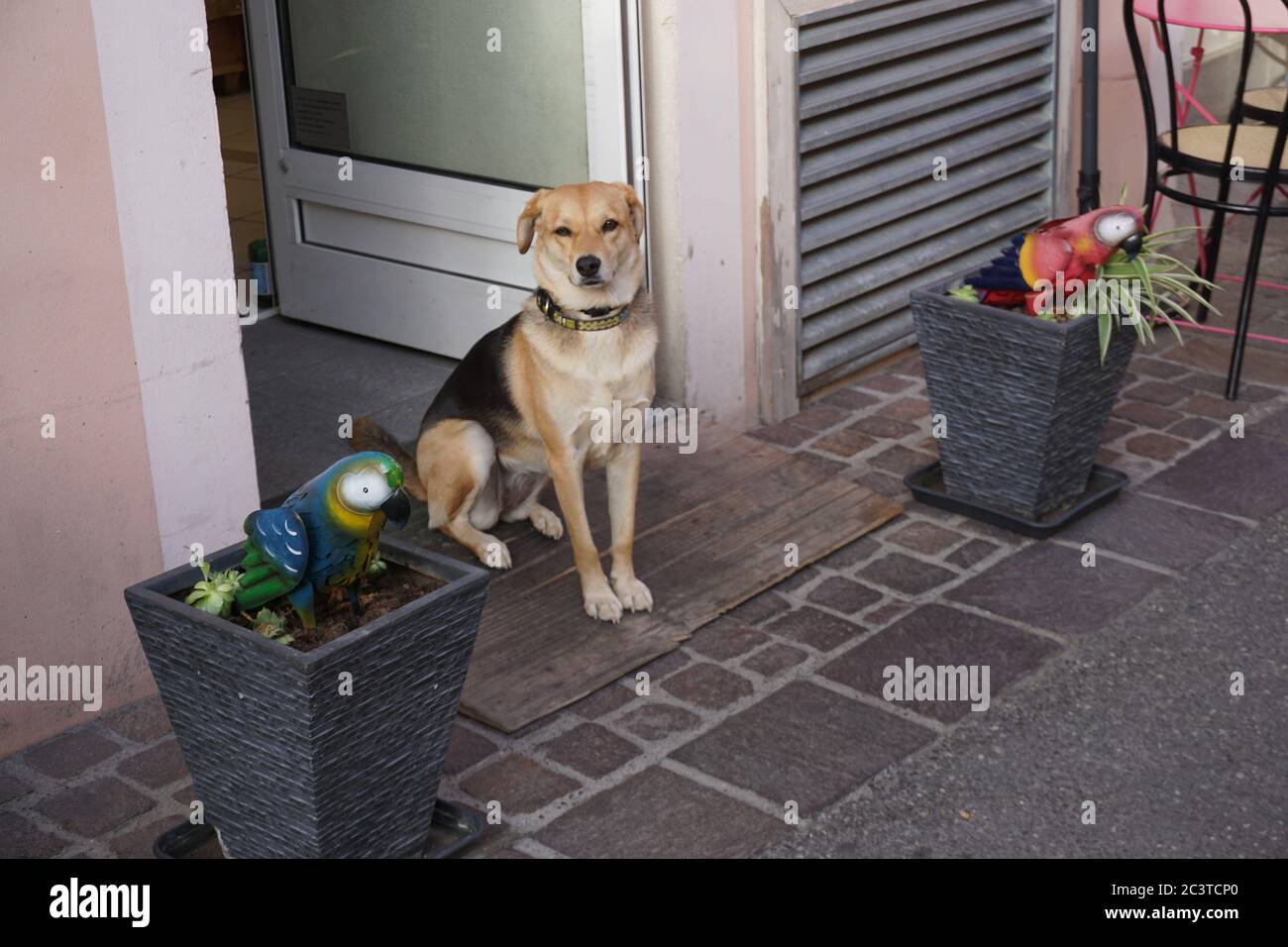 Un chien bien comporté garde debout à la porte du café en France Banque D'Images