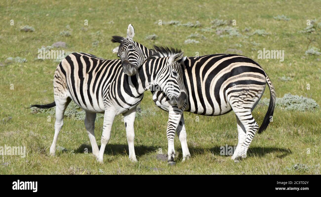 Zèbres de Burchell jouant sur le terrain, zèbres jouant dans la réserve naturelle en Afrique du Sud. Banque D'Images