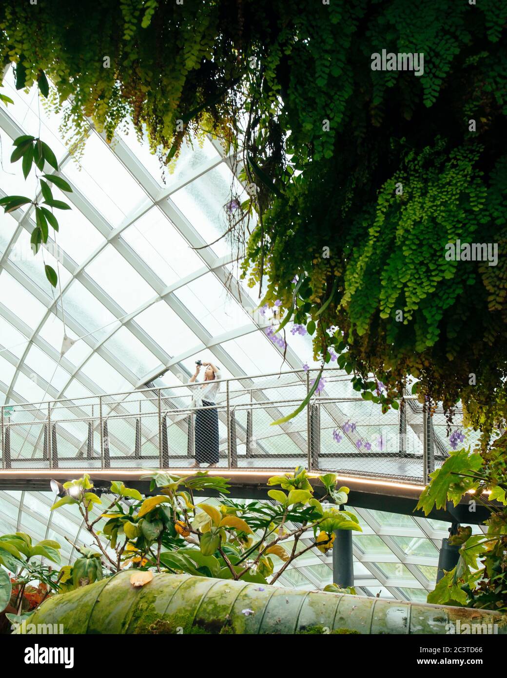 Vue intérieure. Conservatoires rafraîchissants, Gardens by the Bay, Singapour, Singapour. Architecte: Wilkinson Eyre Architects, 2011. Banque D'Images