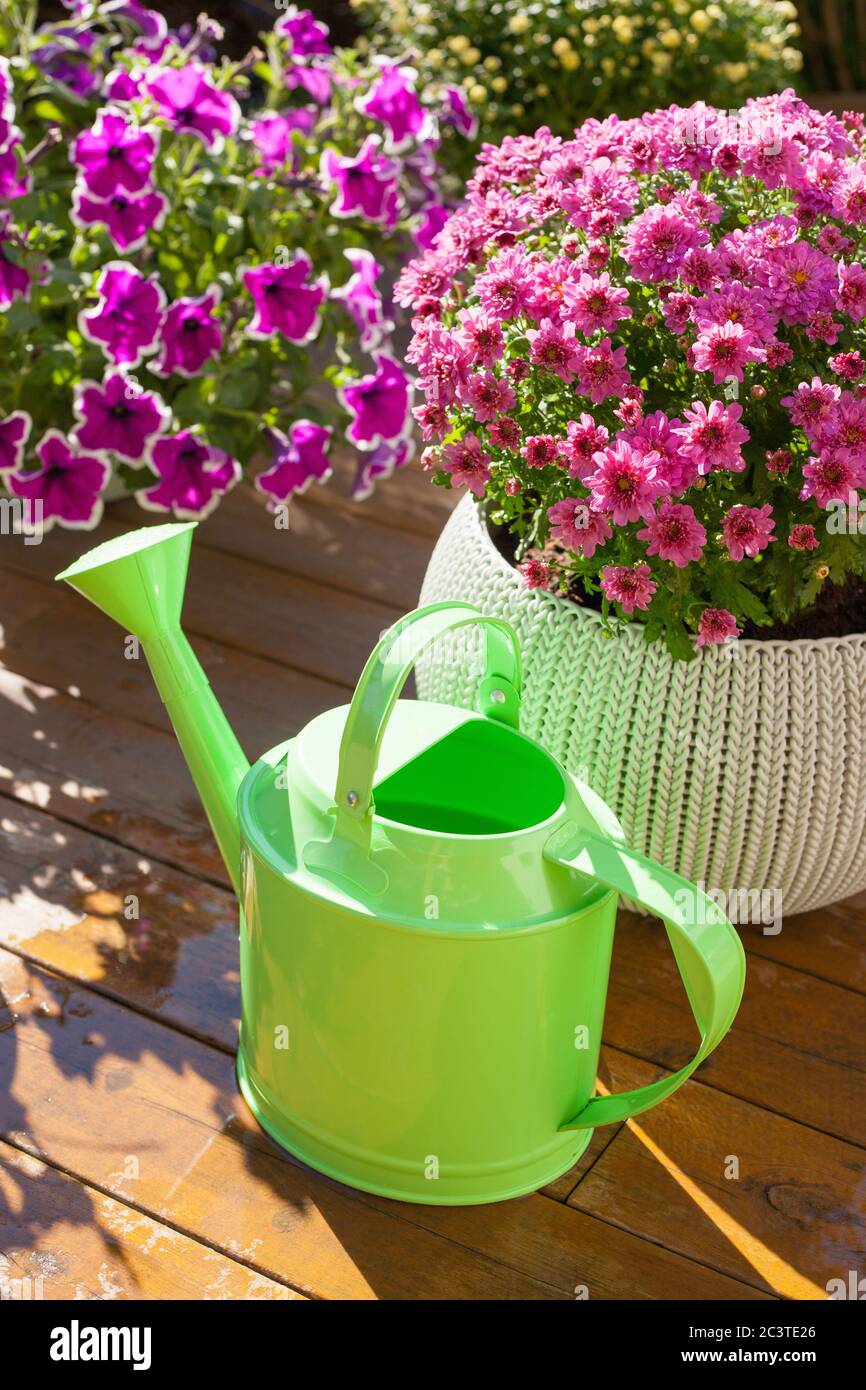 De belles fleurs d'été dans les pots de fleurs dans le jardin. chrysanthème, pétunia, arrosoir Banque D'Images