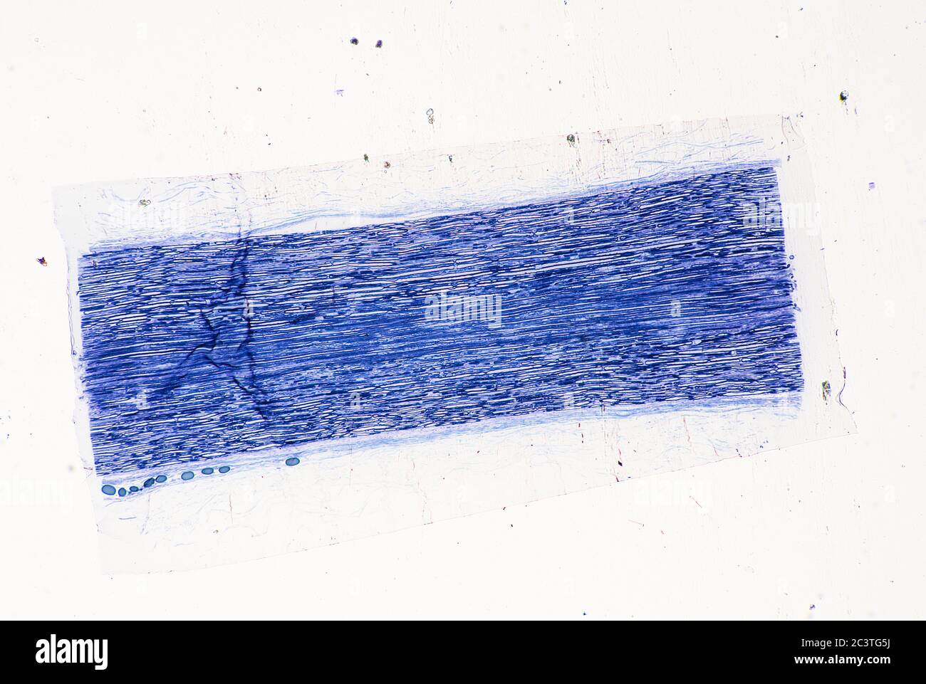 Nerf sciatique mammifère, coupe transversale longitudinale, vue au microscope Banque D'Images