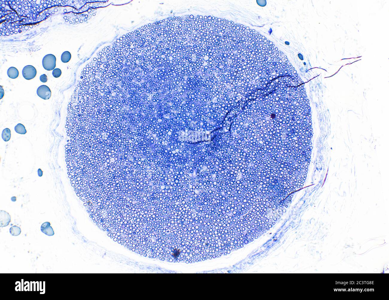 Nerf sciatique de mammifère, coupe transversale, vue au microscope Banque D'Images