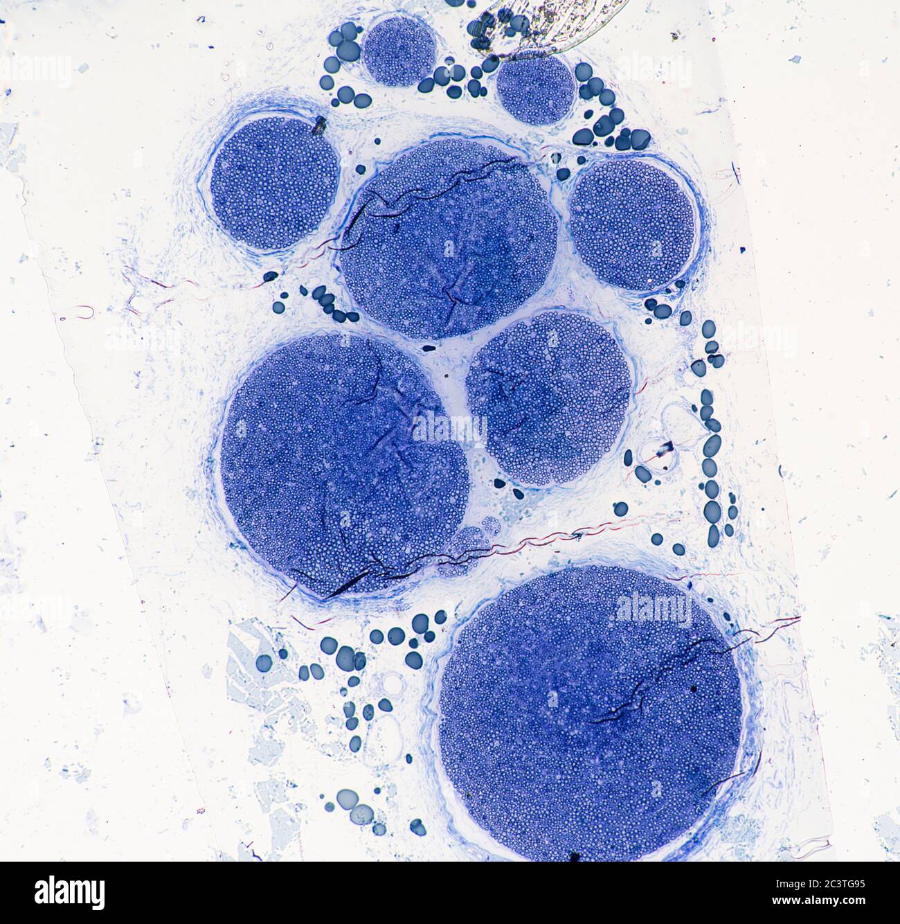 Nerf sciatique de mammifère, coupe transversale, vue au microscope Banque D'Images