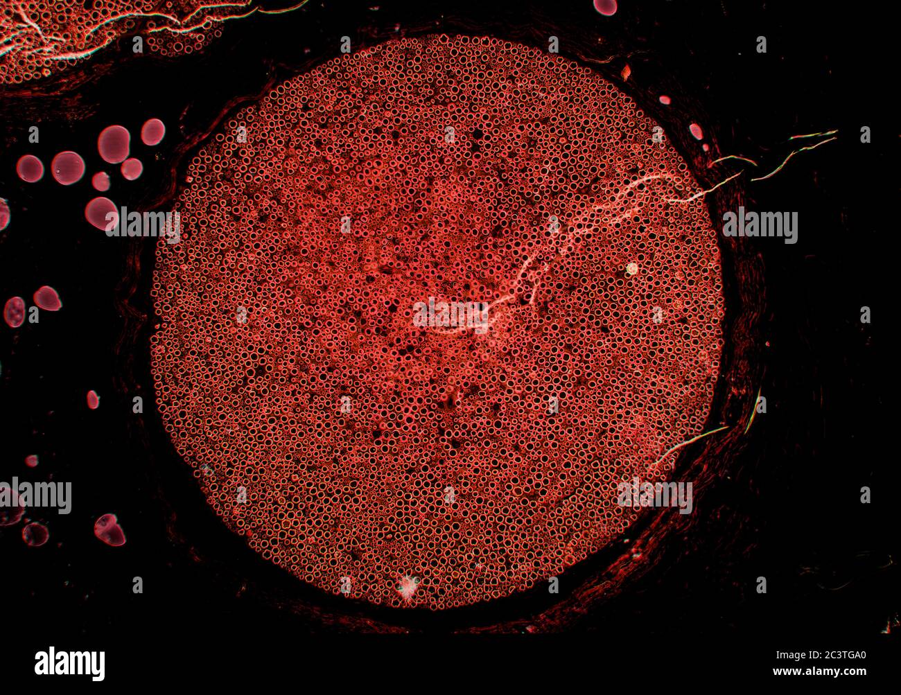 Nerf sciatique de mammifère, coupe transversale, vue au microscope Banque D'Images
