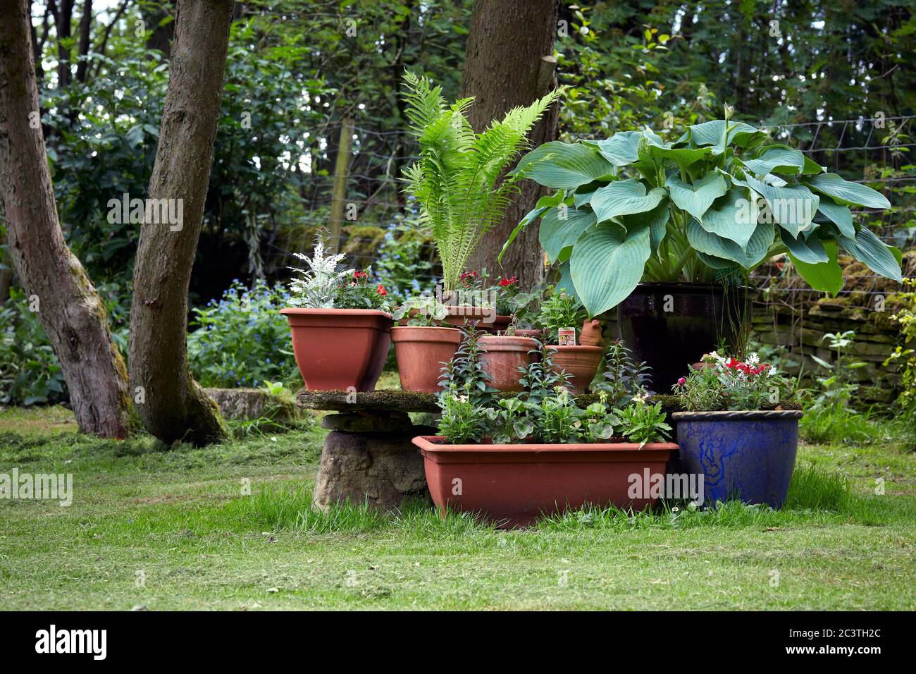 Aménagement d'été de plantes en pots et de fleurs annuelles dans le petit jardin amateur à 900ft Banque D'Images