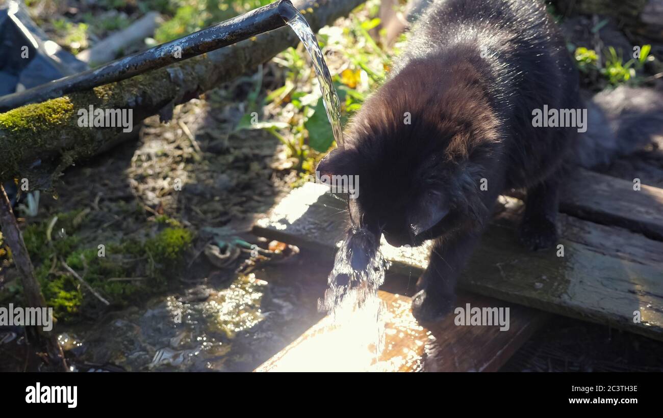 Le chat noir doux joue avec l'eau qui coule de la source. L'eau scintille au soleil. Banque D'Images