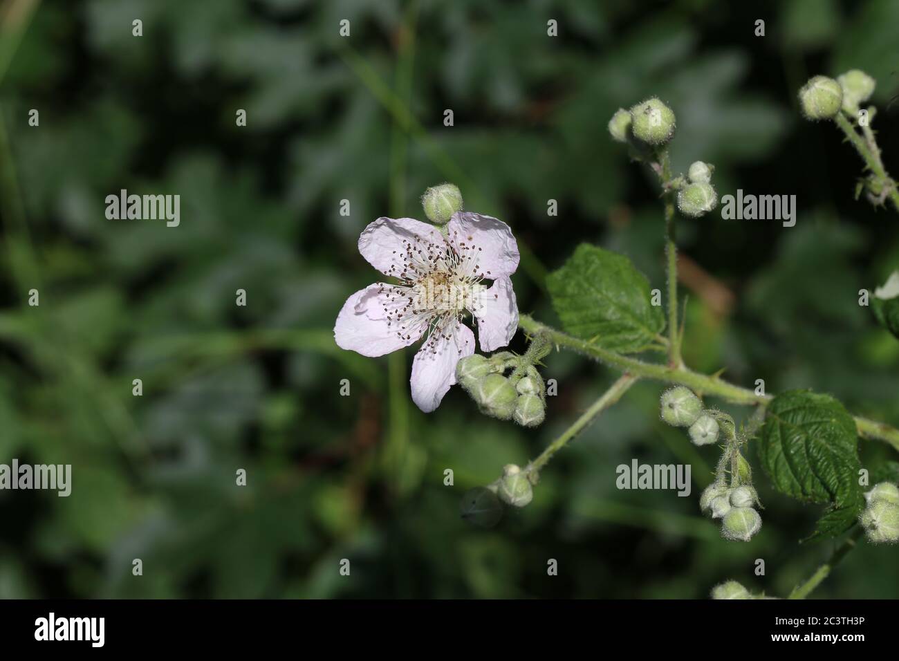 BlackBerry fleurit et bourgeons fleurit. Fleurs de mûres Banque D'Images