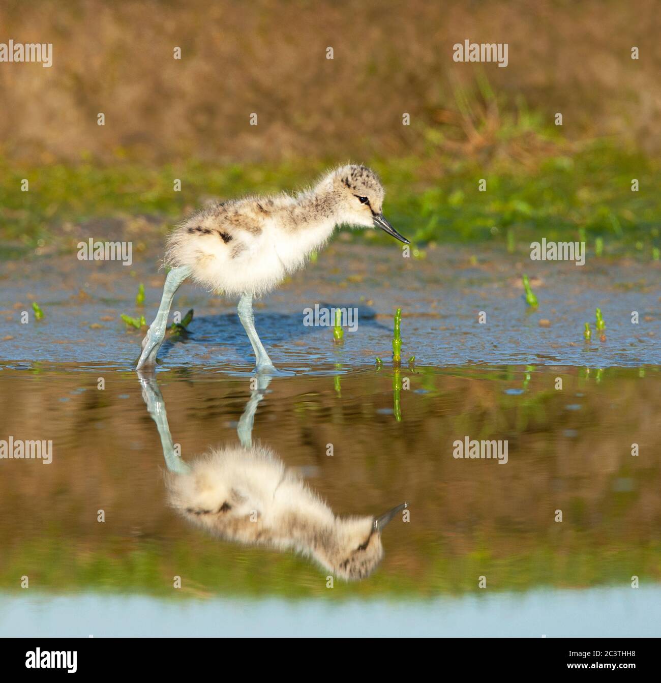 pied avocat (Recurvirostra avosetta), recherche de poussins en eau peu profonde, vue latérale, pays-Bas, Texel Banque D'Images