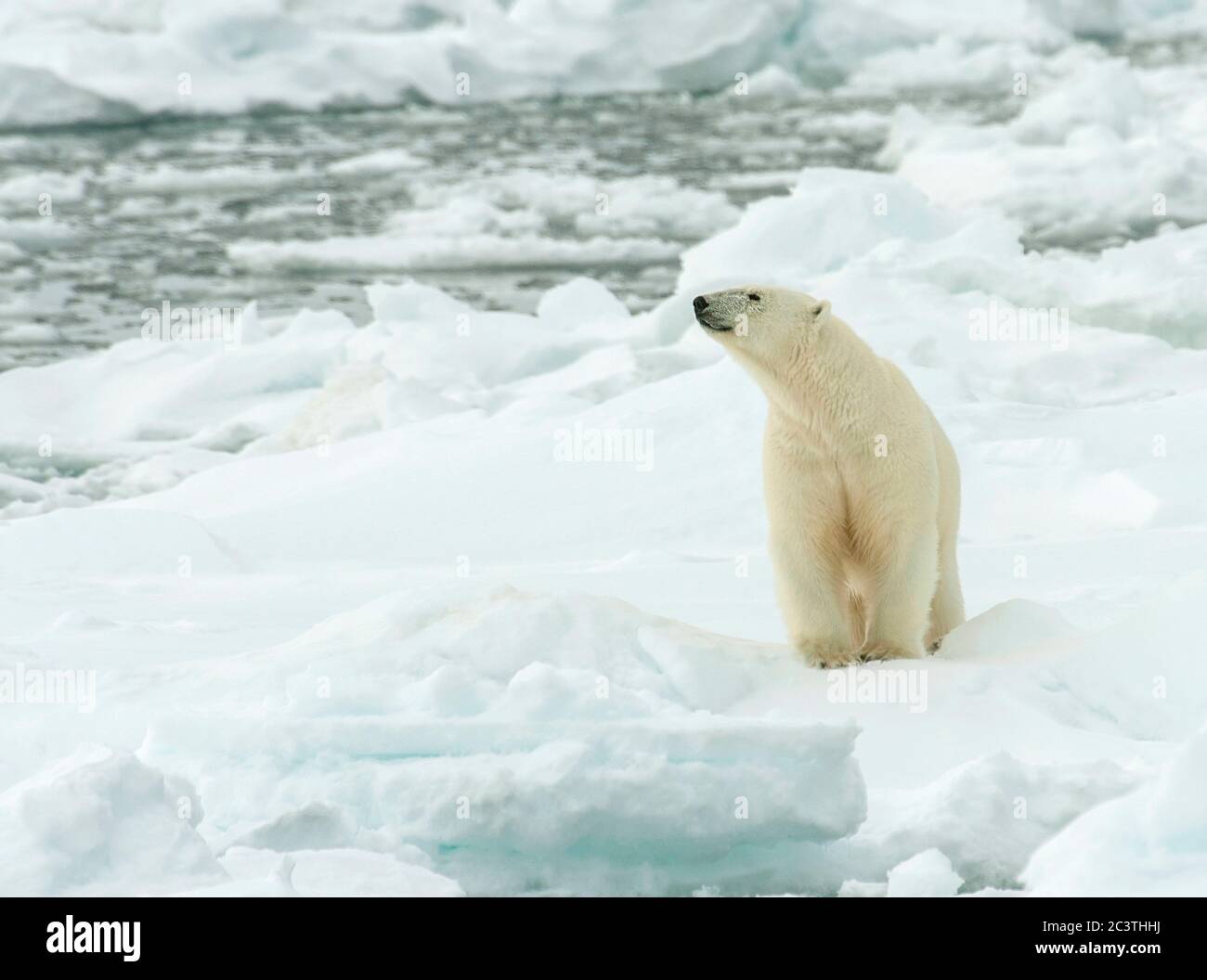 Ours polaire (Ursus maritimus), debout sur la banquise, Norvège, Svalbard Banque D'Images