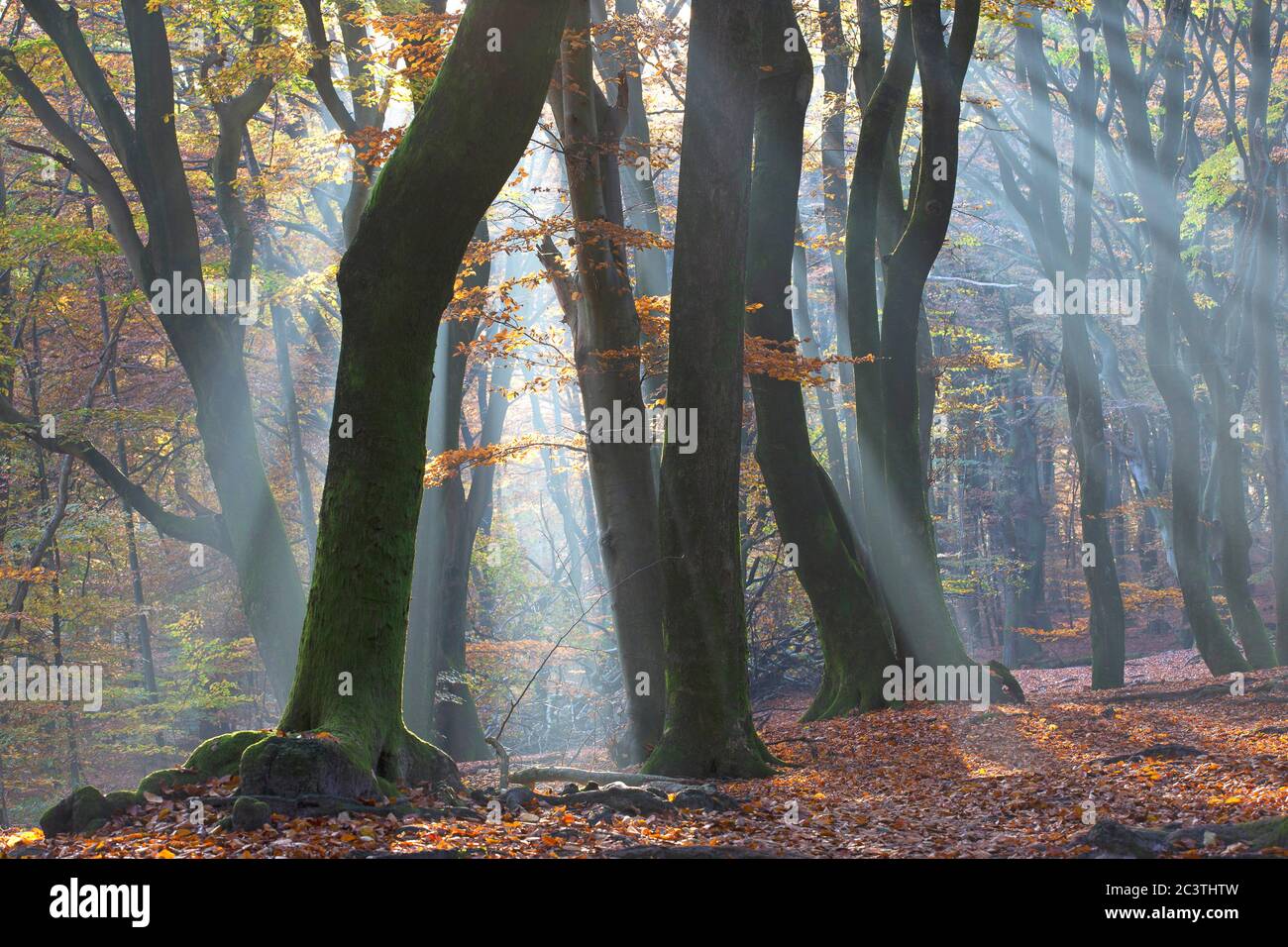 Hêtre commun (Fagus sylvatica), brouillard matinal et poutres solaires en forêt en automne, pays-Bas, pays d'argent, Veluwe, Speulderbos Banque D'Images