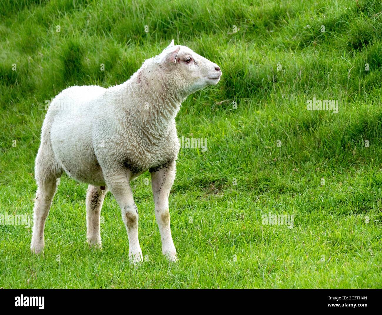Moutons domestiques (Ovis ammon F. aries), Agneau perché sur une digue, pays-Bas, Texel Banque D'Images