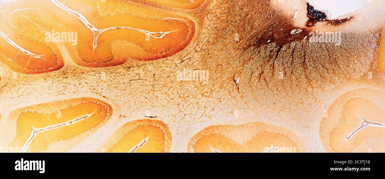 Cervelet de mammifères, vue au microscope Banque D'Images
