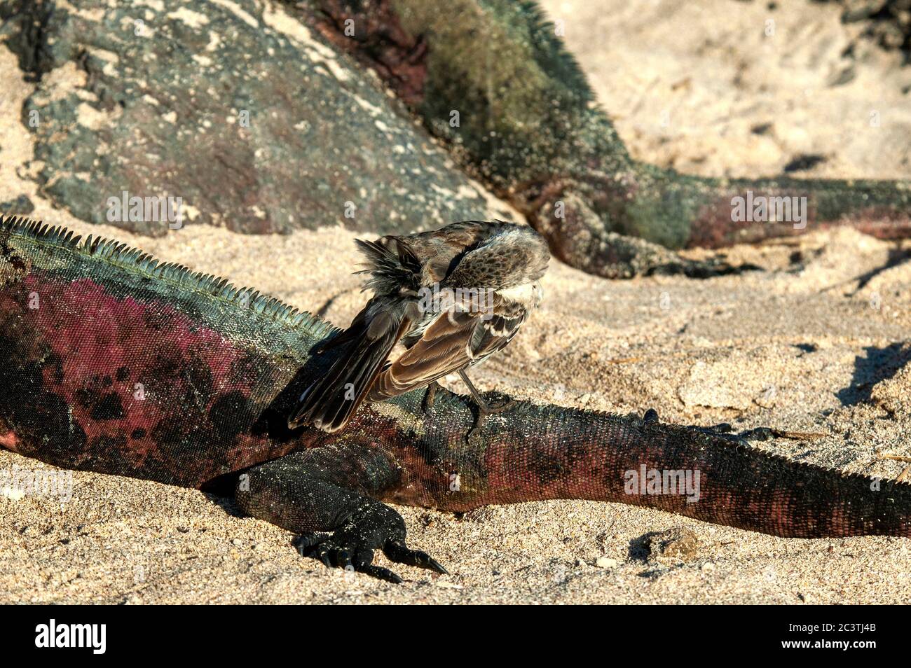 Hood mockingbird, Espanola mockingbird (Nesomimus parvulus subsp. Macdonaldi, Nesomimus macdonaldi), perché sur une Iguana marine, Équateur, îles Galapagos Banque D'Images