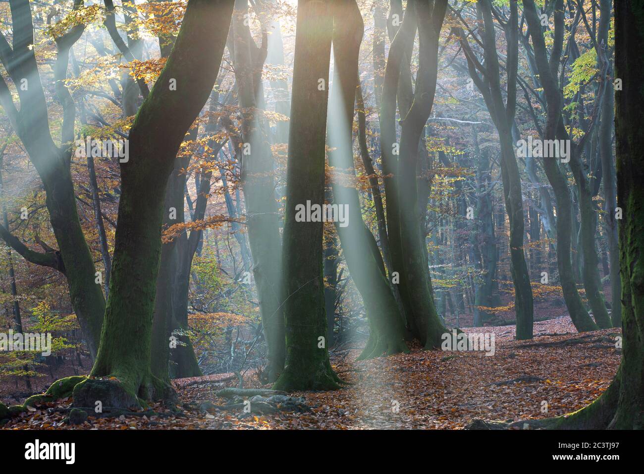 Hêtre commun (Fagus sylvatica), brouillard matinal et poutres solaires en forêt en automne, pays-Bas, pays d'argent, Veluwe, Speulderbos Banque D'Images