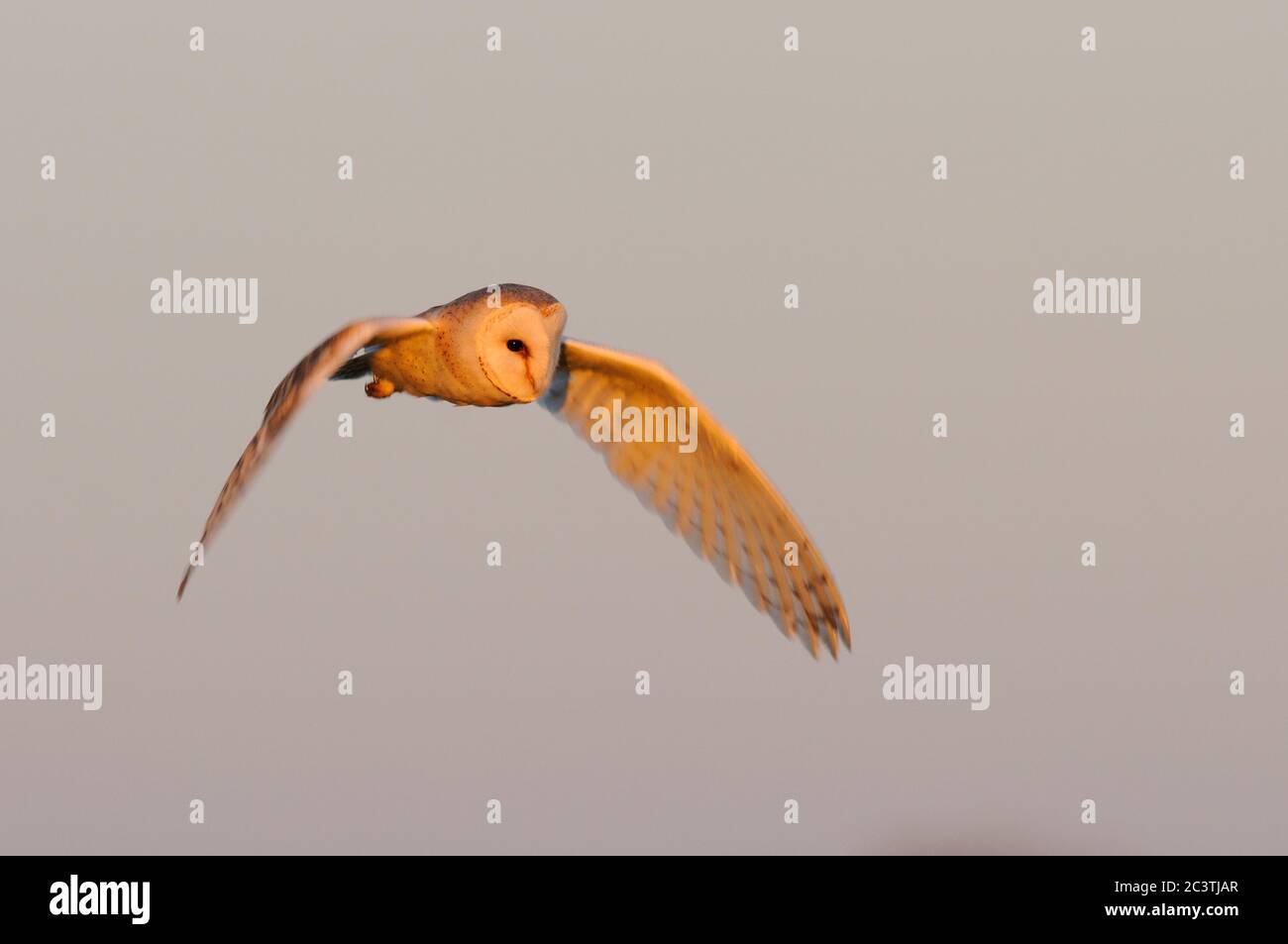 Hibou de la grange, Tyto alba, en vol au coucher du soleil, Suffolk Banque D'Images