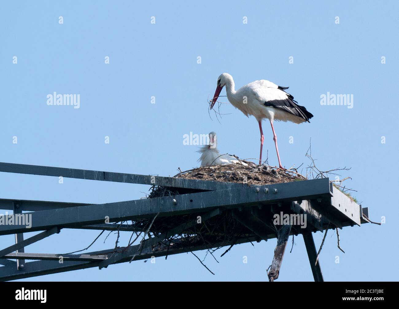 Ciconie blanche (Ciconia ciconia), paire dans un nid de ciconie sur un pylône électrique, pays-Bas, Lelystad Banque D'Images