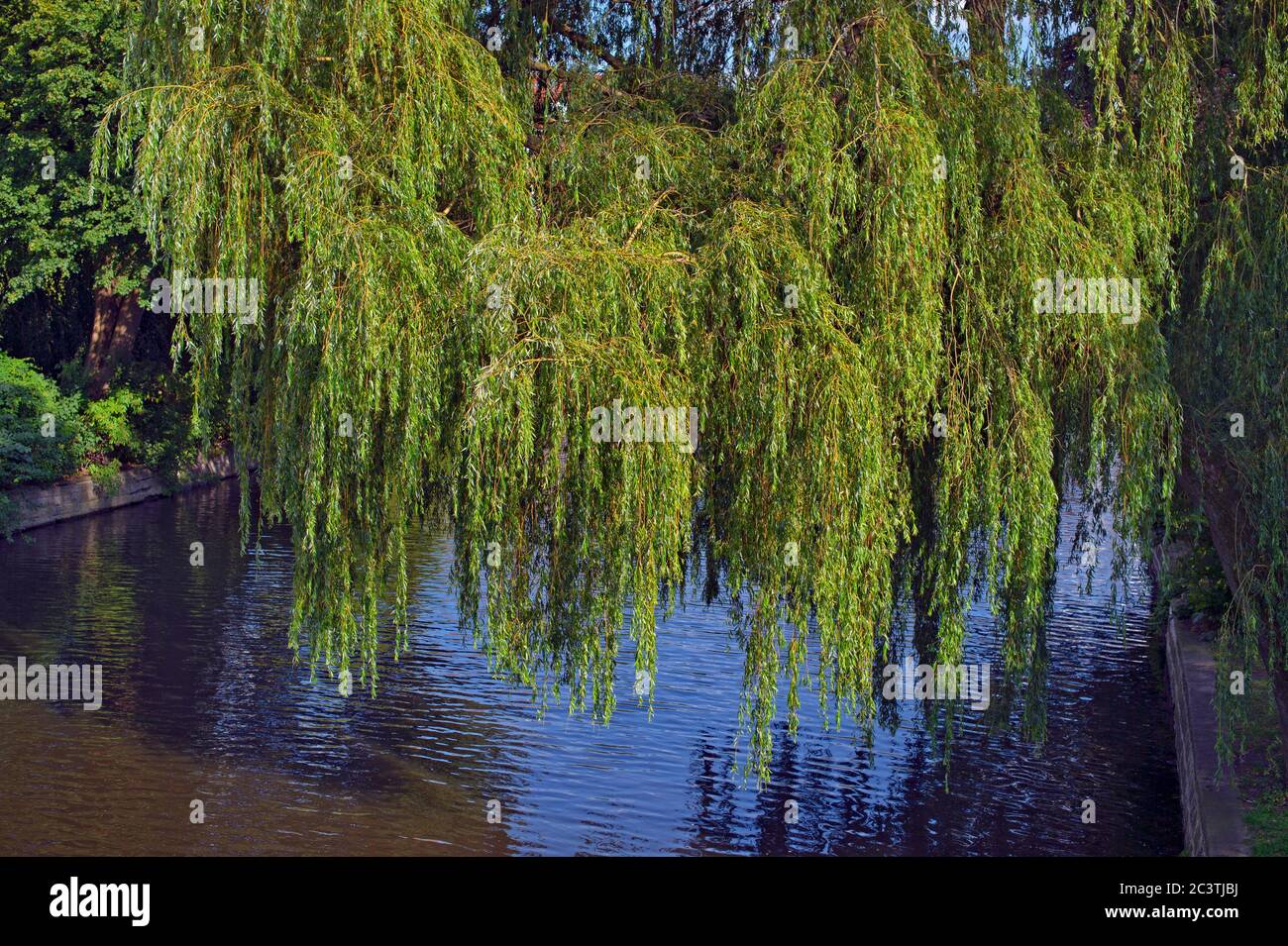 Saule d'or (Salix spulcralis 'Chrysocoma', Salix chrysocoma, Salix chrysocoma), à Alster, Allemagne, Hambourg Banque D'Images