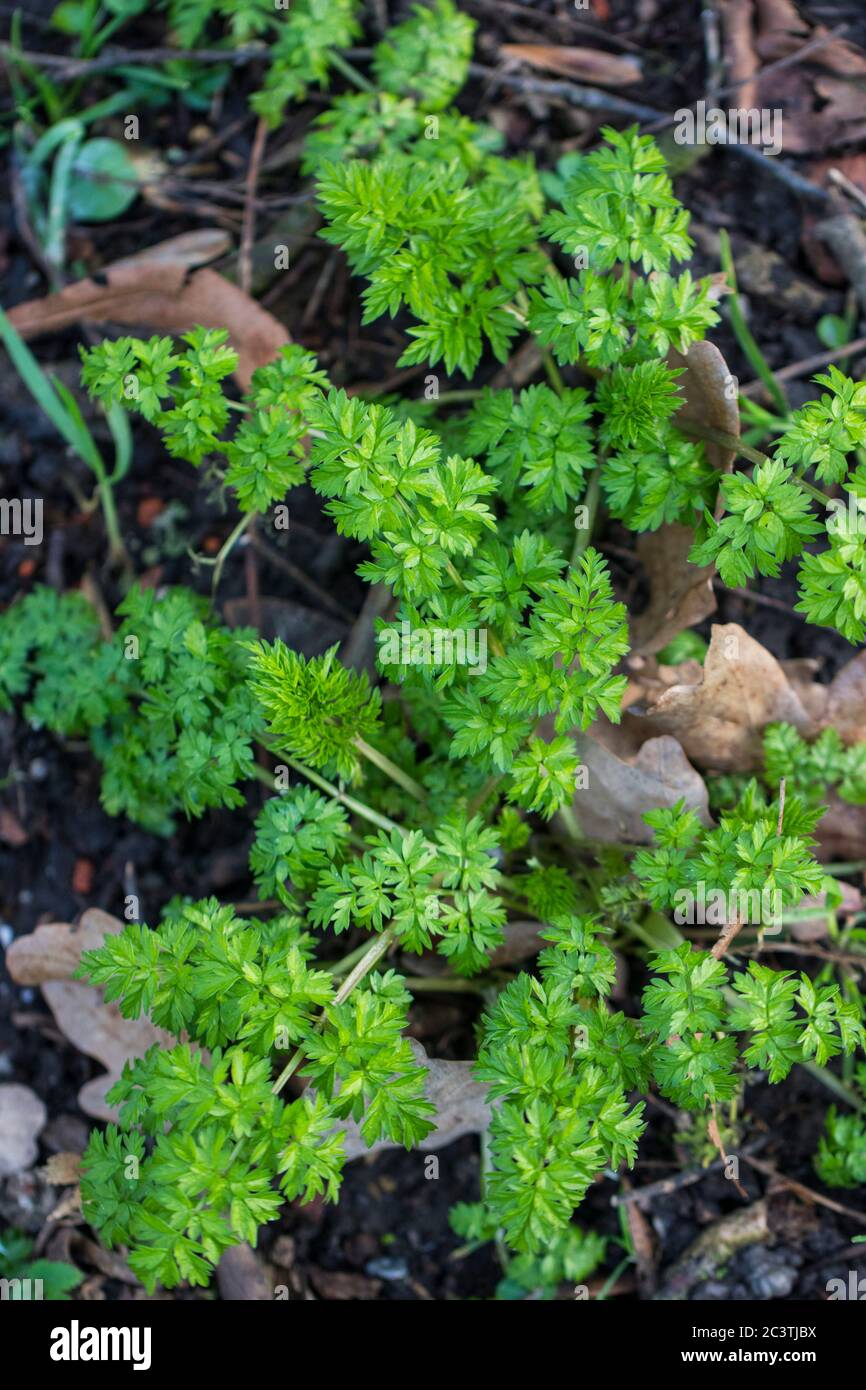 Persil de vache, cerfeuil sauvage (Anthriscus sylvestris), feuilles, pays-Bas, Frise Banque D'Images