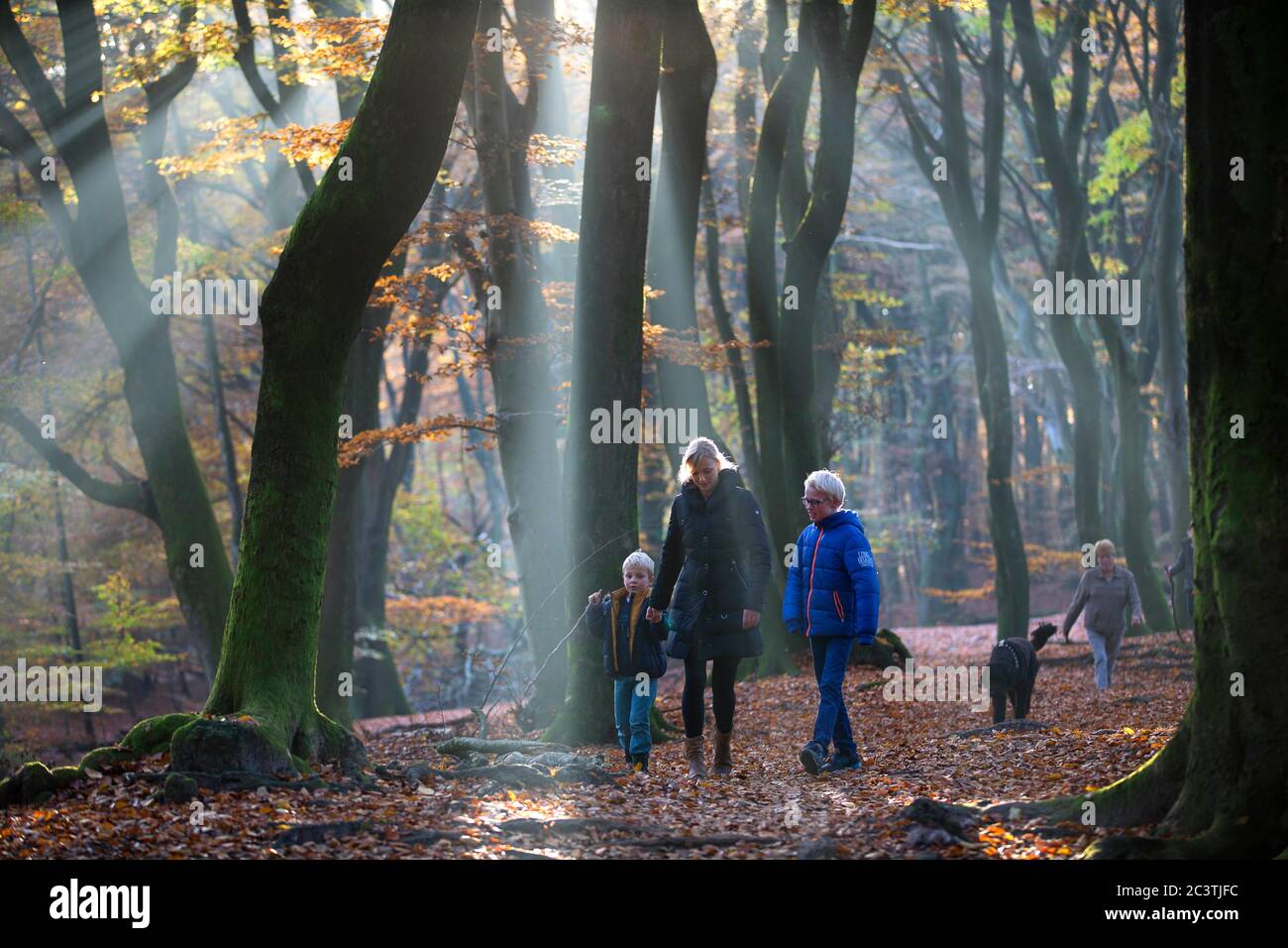 Hêtre commun (Fagus sylvatica), famille marchant dans une forêt automnale, pays-Bas, Gelderland, Veluwe, Speulderbos Banque D'Images