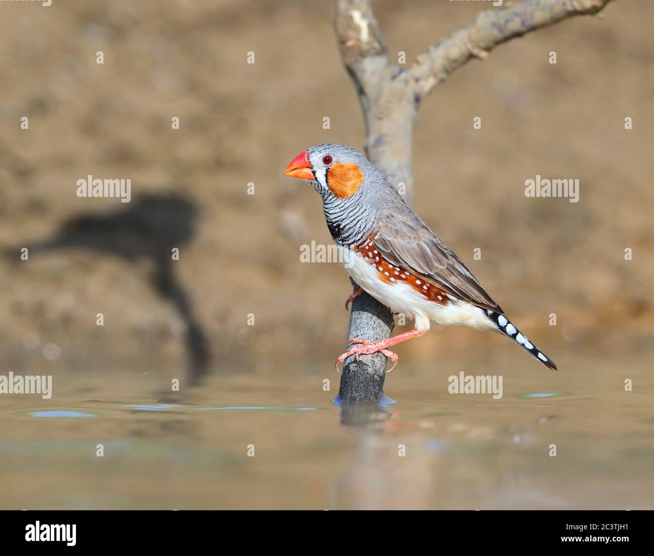 Zebra finch (Poephila guttata, Taeniopygia guttata), homme adulte, Australie, Queensland, long Waterhole Banque D'Images