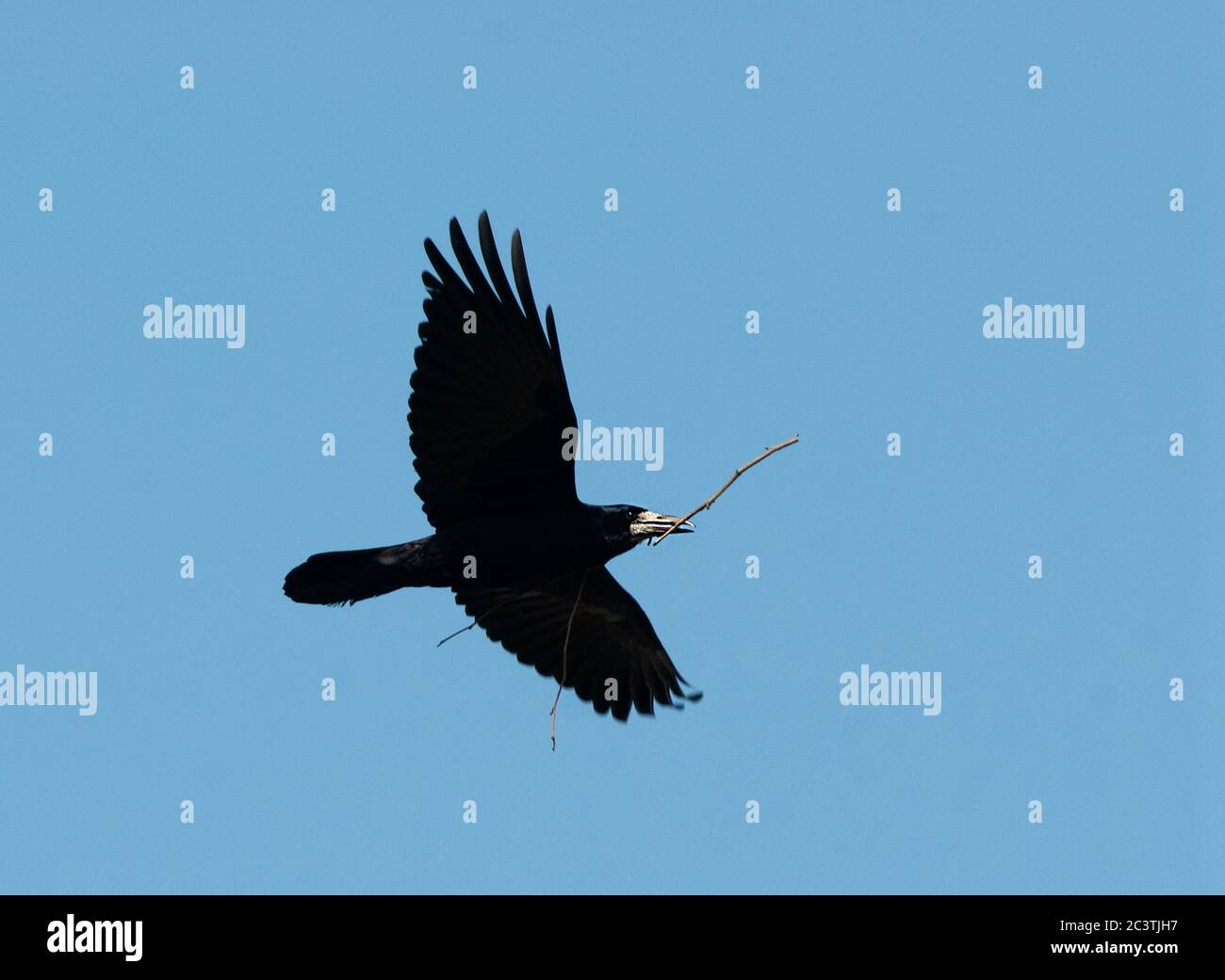 rook (Corvus frugilegus), en vol avec du matériel de nidification dans le bec, vue d'en dessous, pays-Bas Banque D'Images