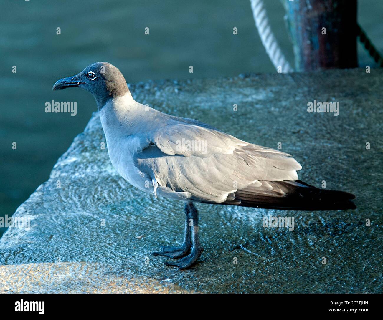 Mouette rosée (Larus fuliginosus, Leucophaeus fuliginosus), perchée dans le port, Équateur, îles Galapagos Banque D'Images