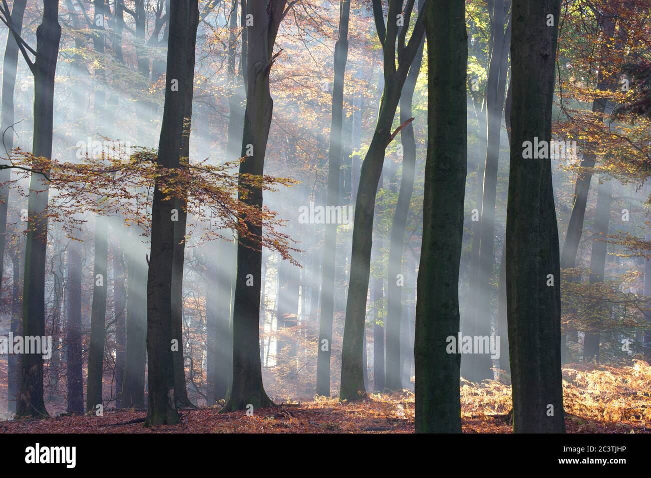 Hêtre commun (Fagus sylvatica), poutres de soleil dans la forêt de hêtre brumeux en automne, pays-Bas, Gelderland, Veluwe, Speulderbos Banque D'Images